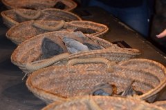 Diferentes tipos de Carbón
